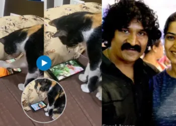 snehal tarade share a video of her cat