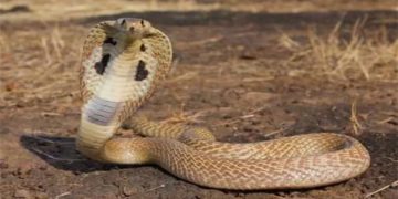 snake attack reason