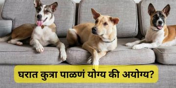 pet dogs at home