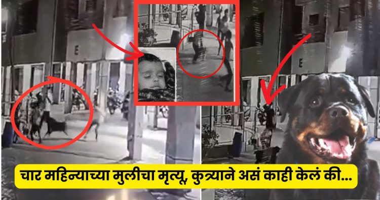 Ahmedabad Rotweiller Attack Viral Video