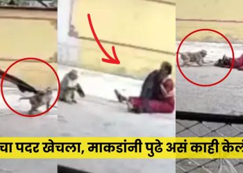 Monkeys attack viral video