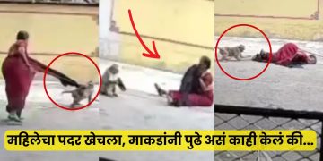 Monkeys attack viral video