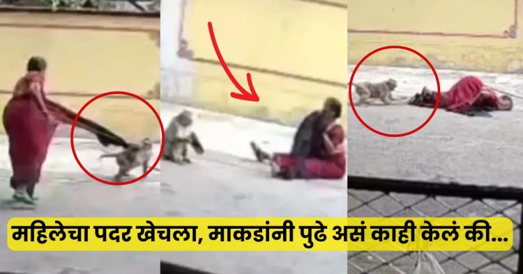 Monkeys attack viral video