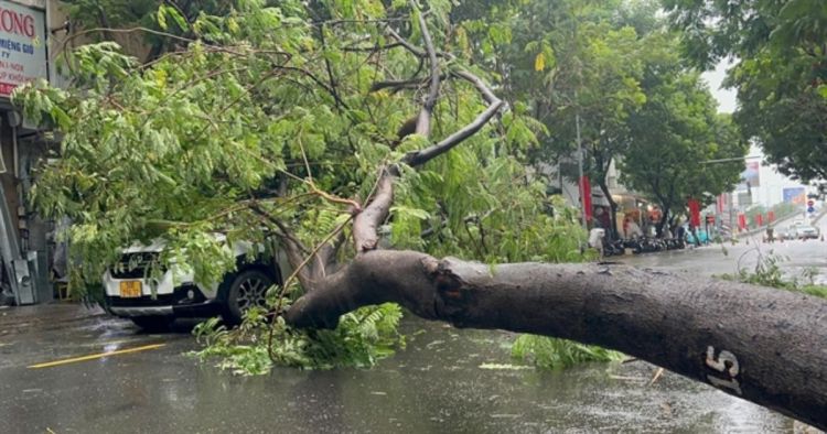 Toxic Tree Effects On Humans